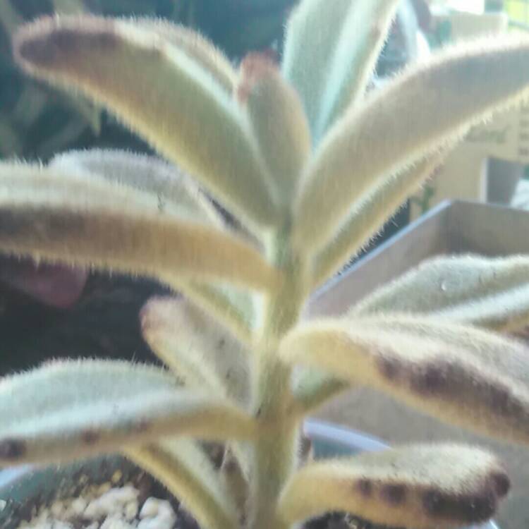 Plant image Kalanchoe Tomentosa 'Dorothy Brown'