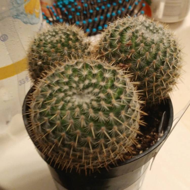 plant image 592600