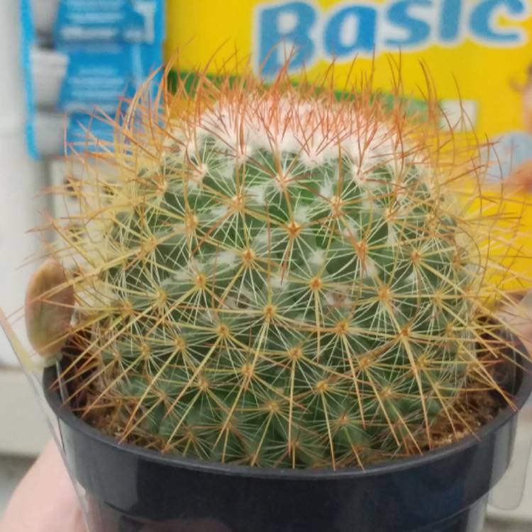 Plant image Mammillaria rhodantha