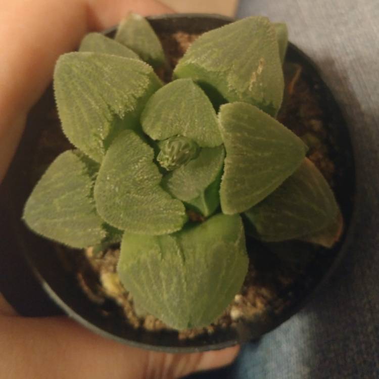 plant image 614588
