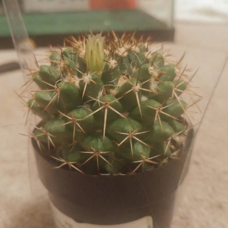 plant image 618578