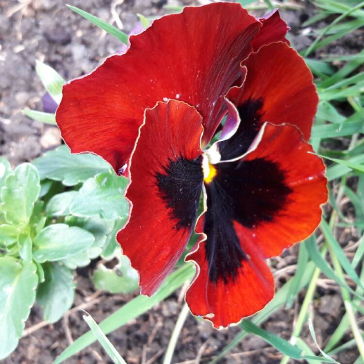 plant image 400097