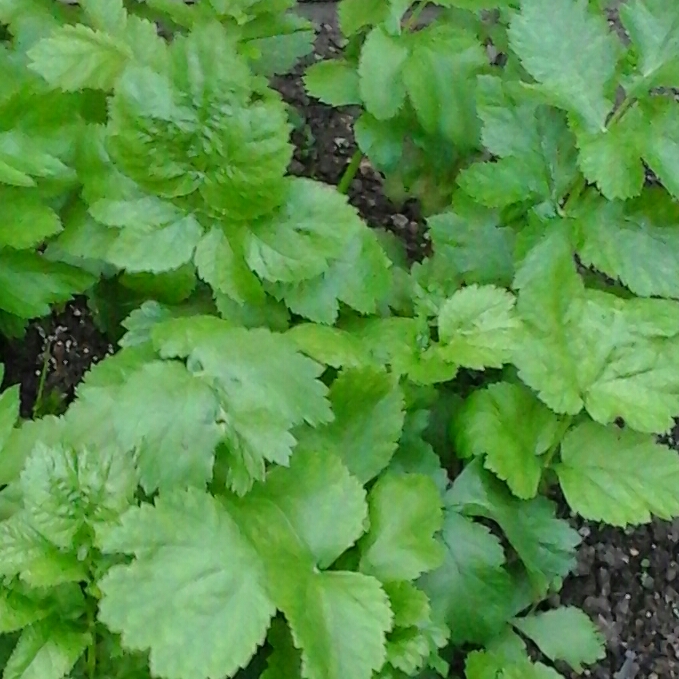 Plant image Pastinaca sativa