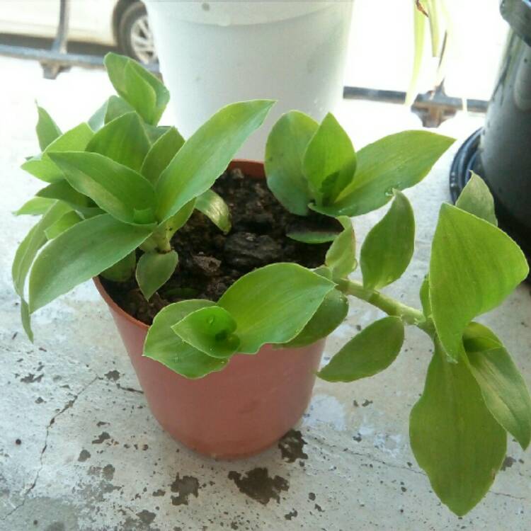plant image 1328445 plant image 1328445