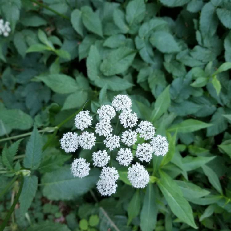 Plant image Daucus carota