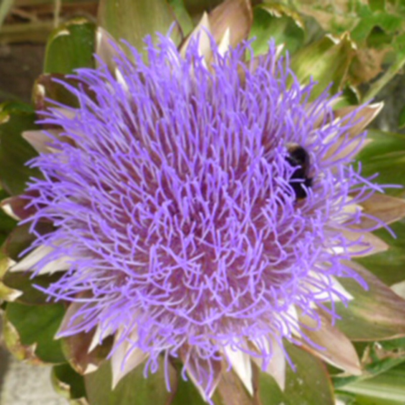 plant image 180449 plant image 180449