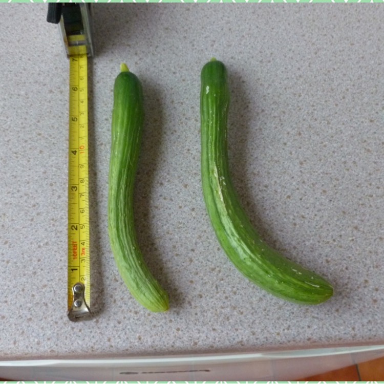 Plant image Cucumis Sativus 'Telepathy'