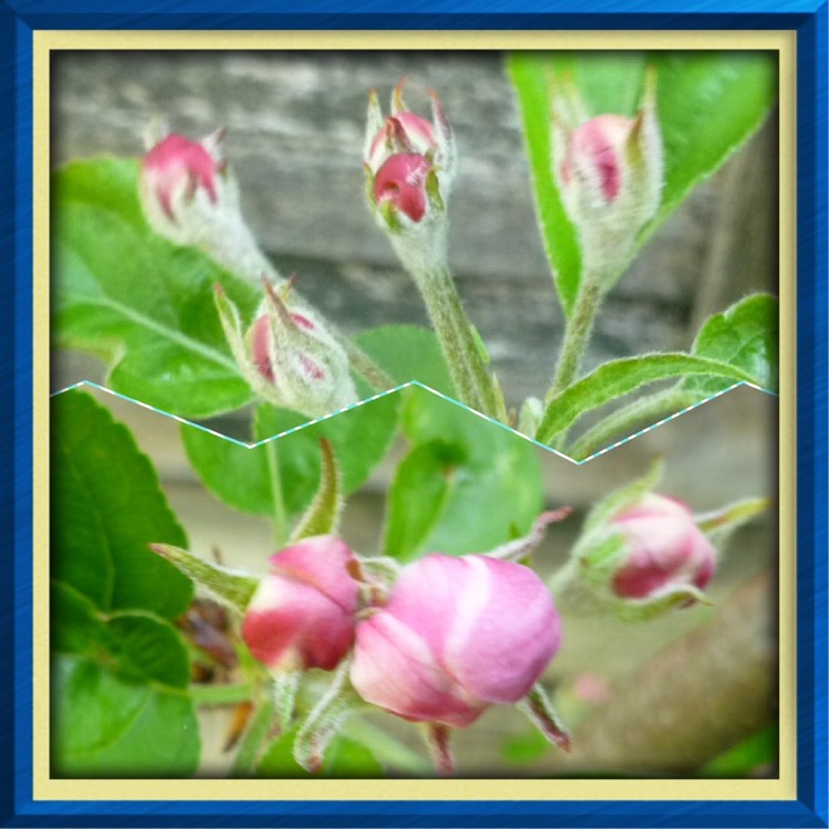plant image 356762