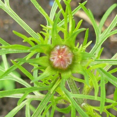 plant image 407070 plant image 407070