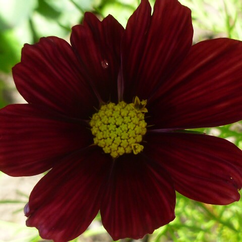 plant image 427311 plant image 427311