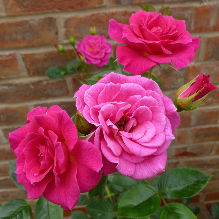 Plant image Rosa 'Chewpope' syn. Rosa 'Gloriana', Rosa 'Gloriana 97', Rosa 'Sugar Plum'