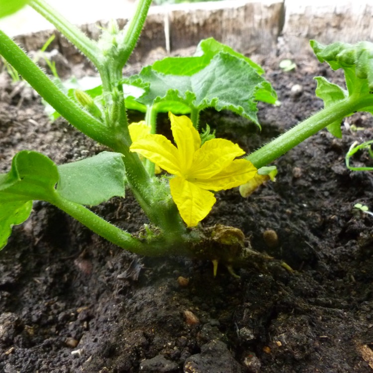 plant image 462955
