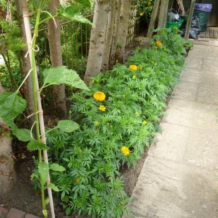 plant image 463930 plant image 463930