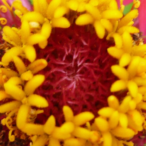 plant image 470841 plant image 470841
