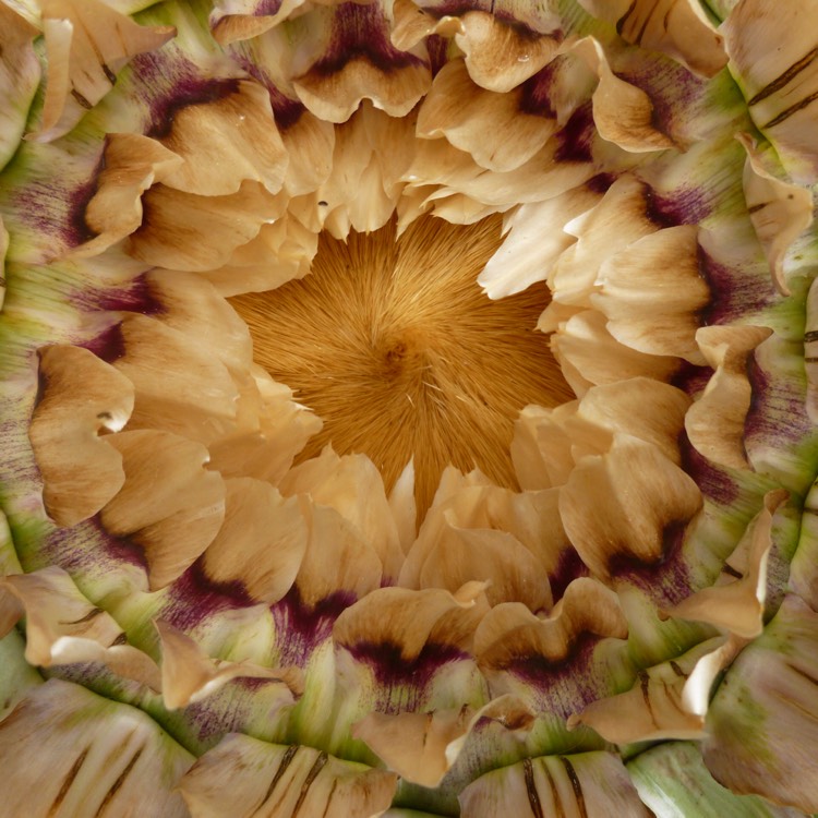 plant image 471352 plant image 471352