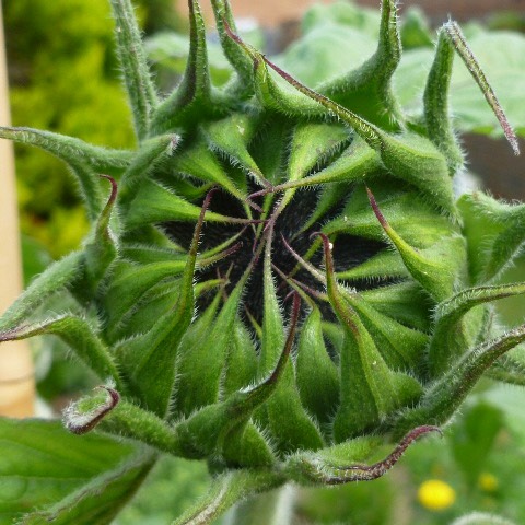 plant image 471354 plant image 471354