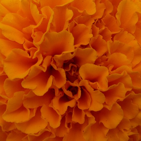 plant image 471358 plant image 471358