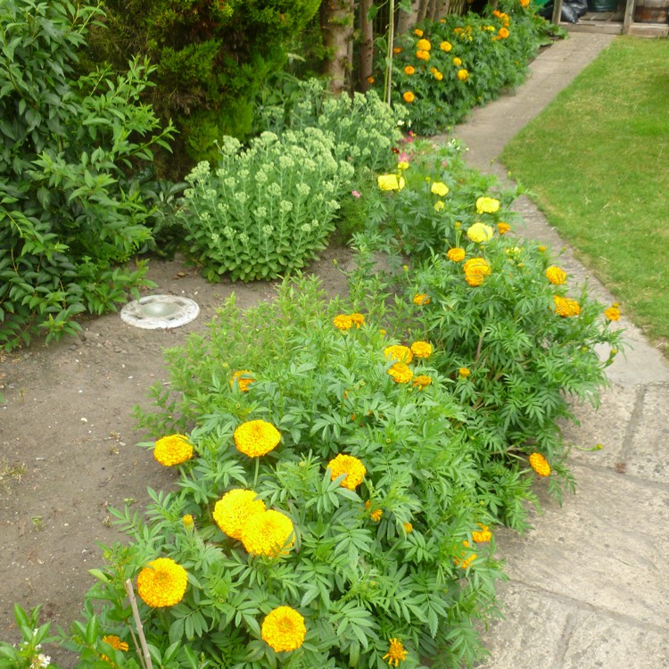 plant image 477703 plant image 477703