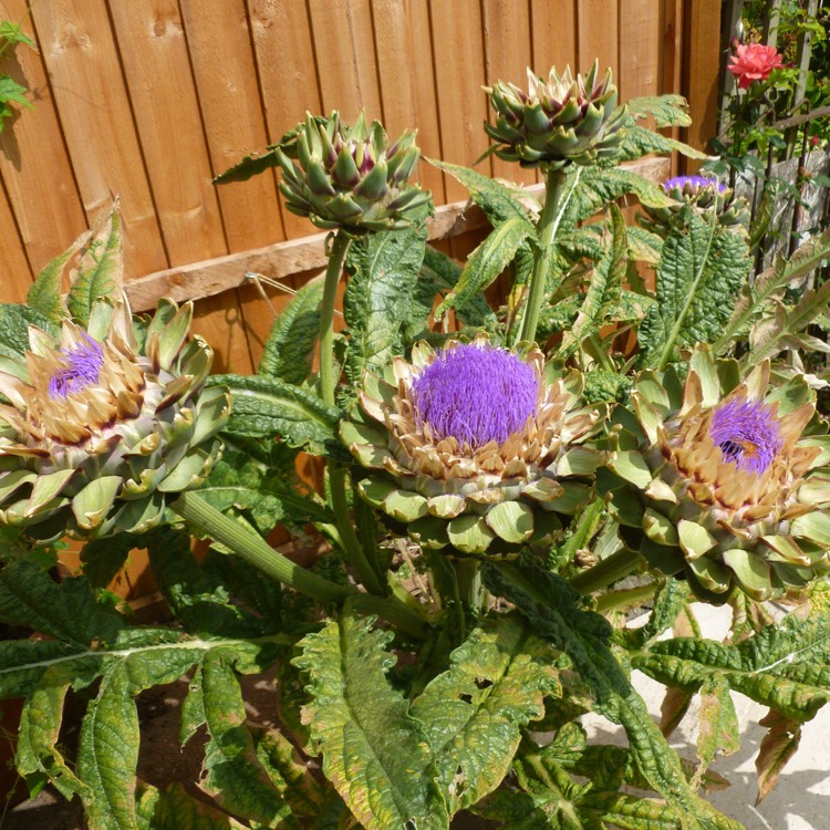 plant image 481576 plant image 481576