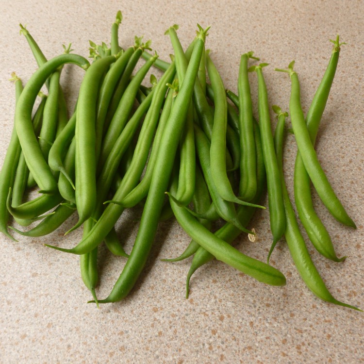 plant image 481636