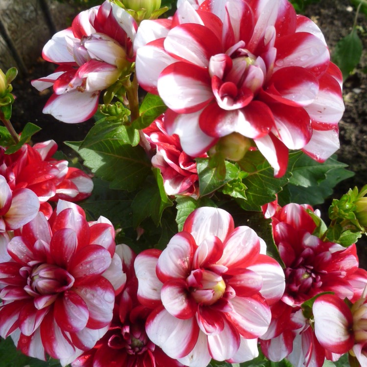 plant image 490432