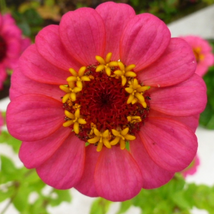 plant image 505204 plant image 505204