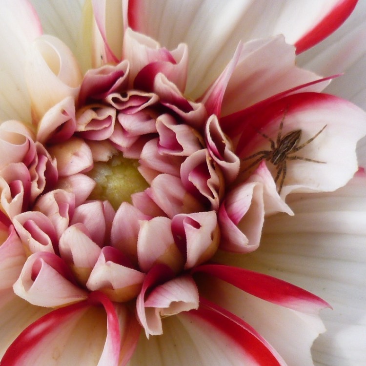 plant image 508245