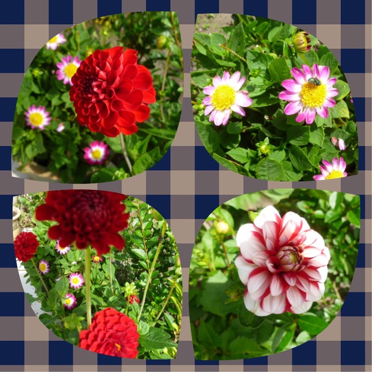 plant image 528152