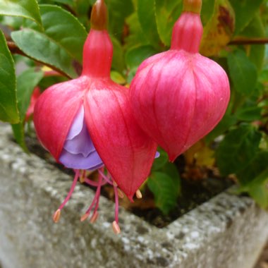 Fuchsia (Tender)