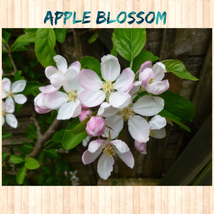 plant image 684149