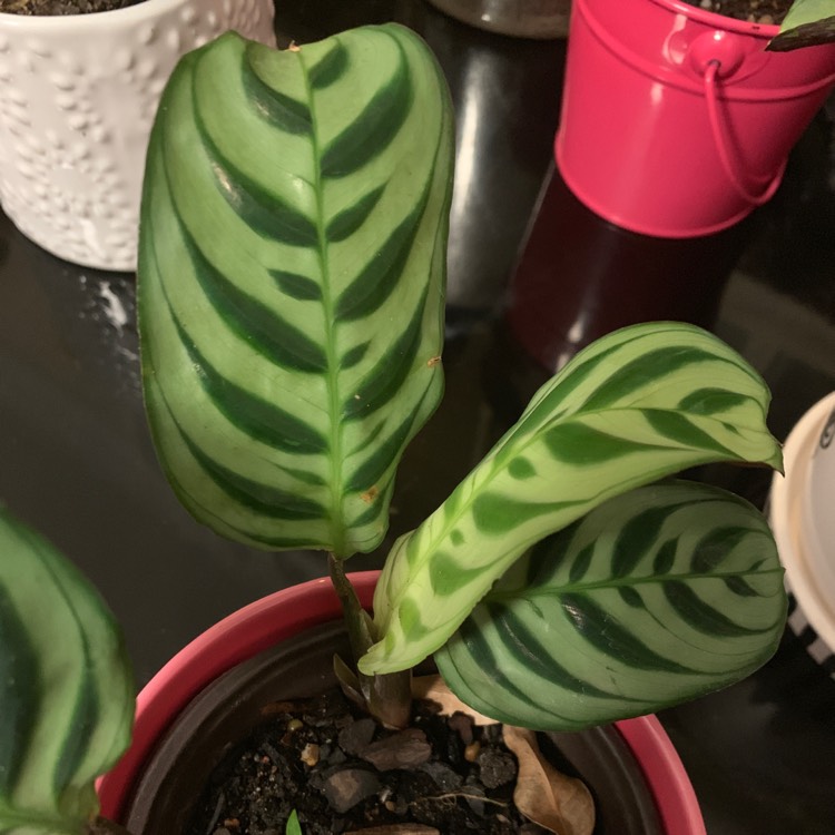 Plant image Calathea 'Burle Marxii'
