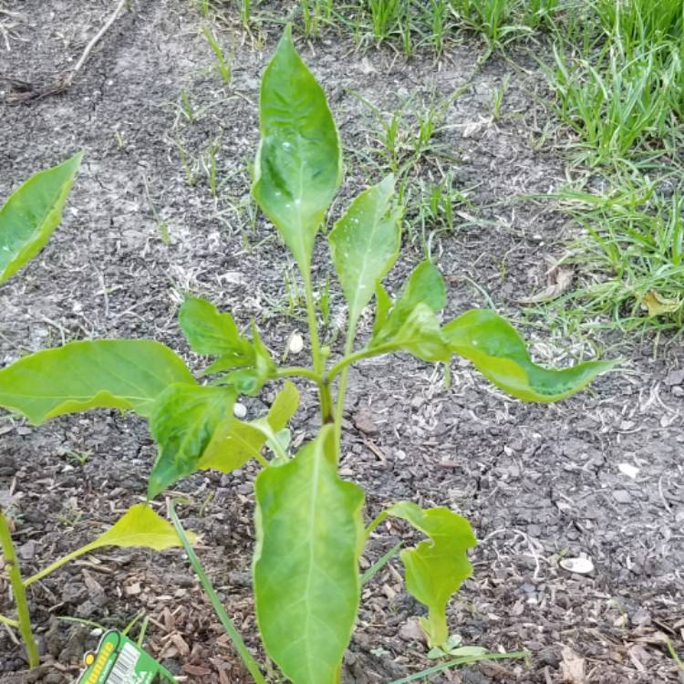 Plant image Capsicum 'Sweet Banana'