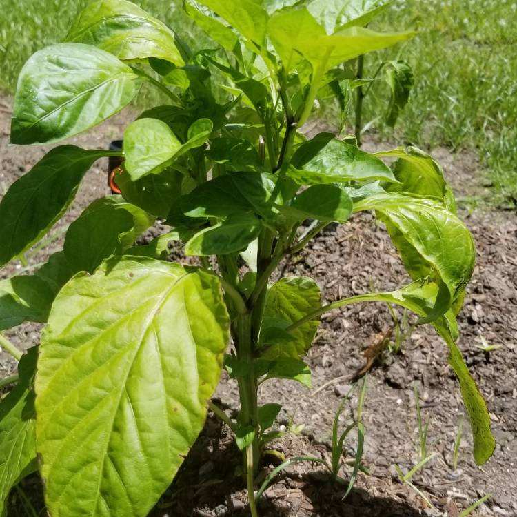 Plant image Capsicum