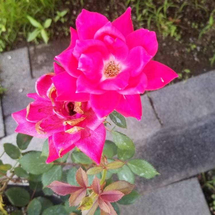 Plant image Rosa 'Pejbigeye' syn. Rosa 'Eyes For You', Rosa 'Blue Eyes'