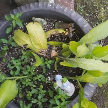 Tricia's garden