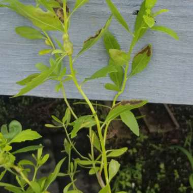 Tricia's garden