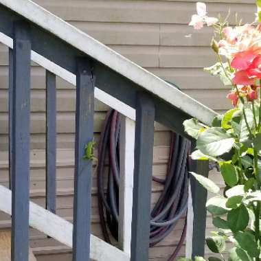 Tricia's garden
