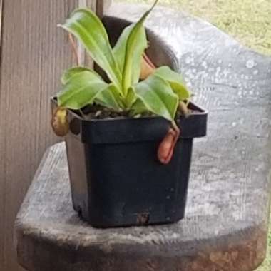 Pitcher Plant