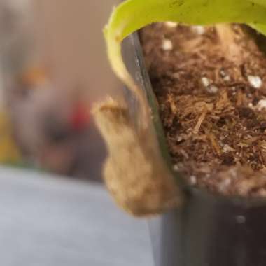 Nepenthes x tiveyi