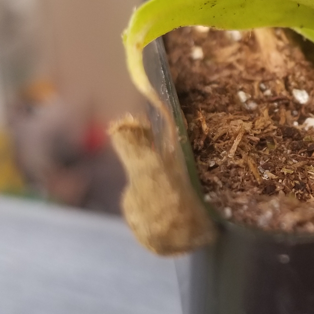 plant image 1079436