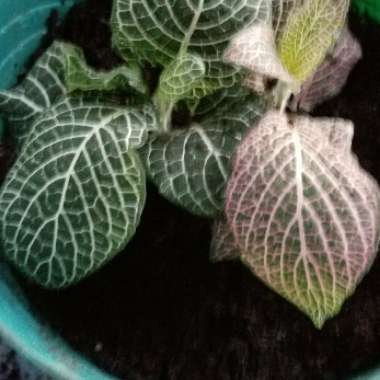 Fittonia argyroneura syn. Fittonia verschaffeltii