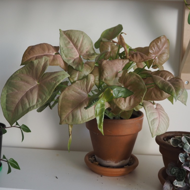 plant image 1017449 plant image 1017449