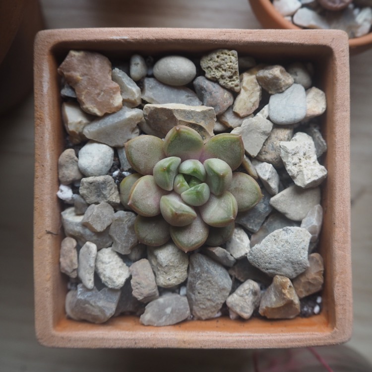plant image 1026747
