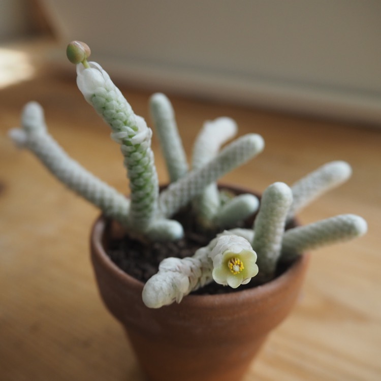 Plant image Avonia Papyracea