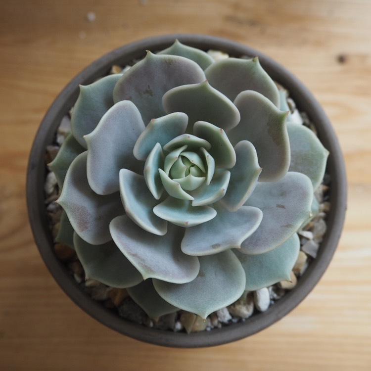 plant image 1082887