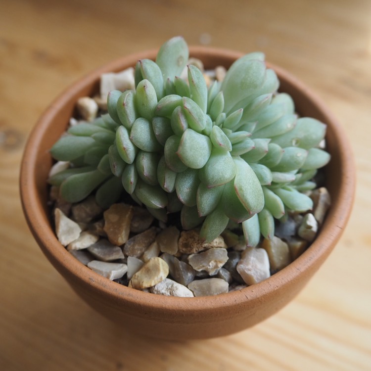 plant image 1083121