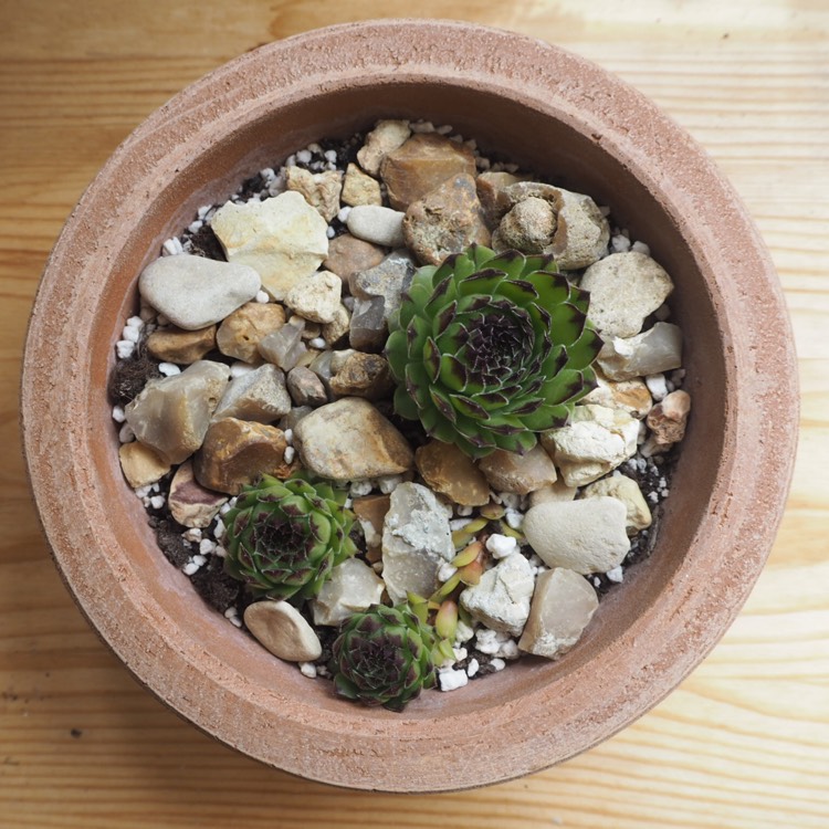 plant image 1084266 plant image 1084266