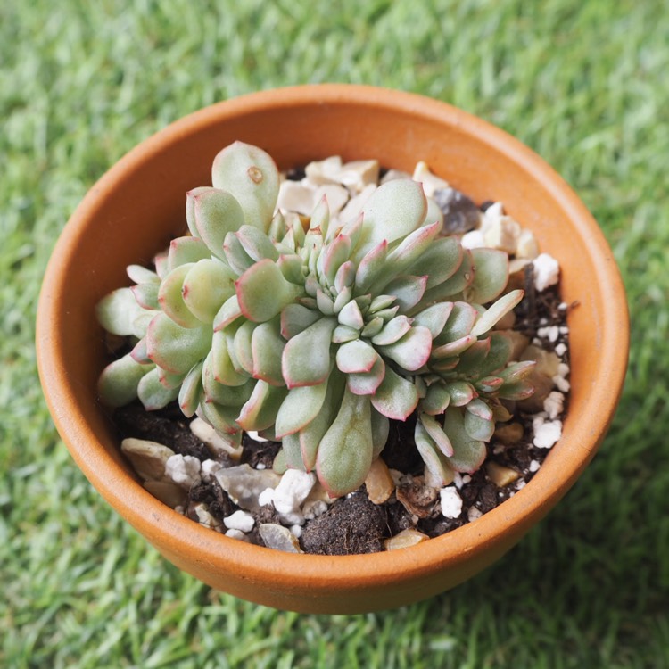 plant image 1119068