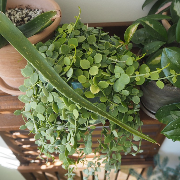 plant image 1152733