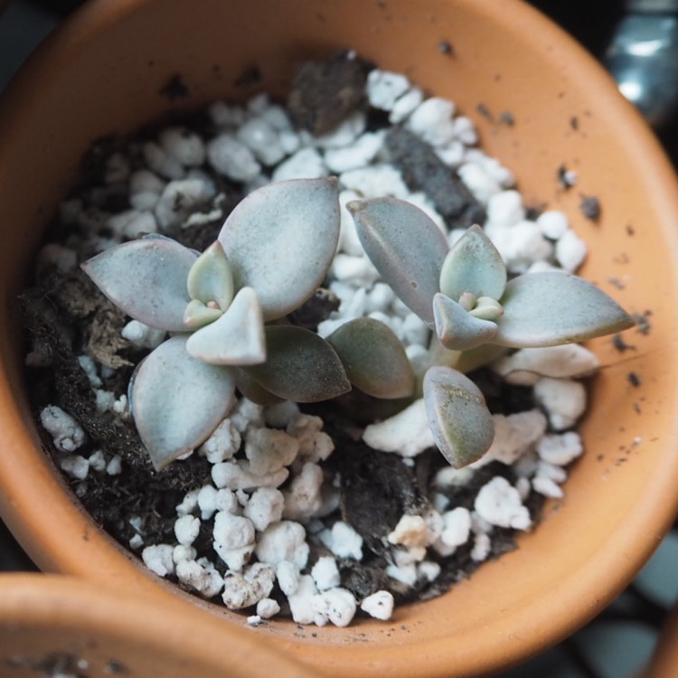 plant image 1162867